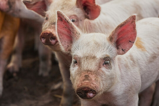 Eco pig farm in the field in Denmark. Cute piglets in the pasture - Powered by Adobe