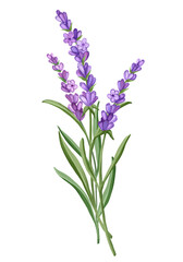 Obraz premium Bouquet of Lavender flowers. Hand drawn floral illustration
