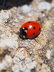 lose-up of a vibrant red ladybug with black spots crawling on textured rock with lichen