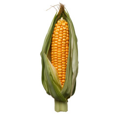 Isolated Fresh Corn on the Cob with Green Husks