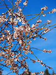 Blooming almond tree with delicate white flowers and ripe almonds against a clear blue sky