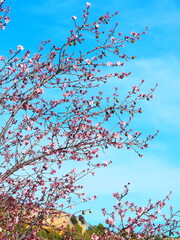 Blooming almond tree with delicate white flowers and ripe almonds against a clear blue sky
