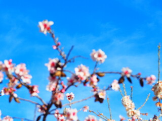 Blooming almond tree with delicate white flowers and ripe almonds against a clear blue sky