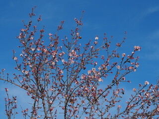 Blooming almond tree with delicate white flowers and ripe almonds against a clear blue sky