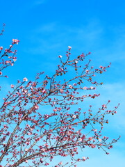 Blooming almond tree with delicate white flowers and ripe almonds against a clear blue sky