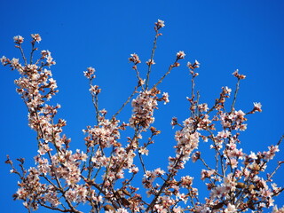 Blooming almond tree with delicate white flowers and ripe almonds against a clear blue sky