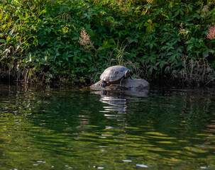 turtle in the pond