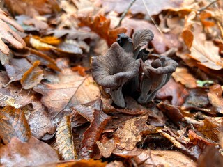 Black Trumpet Mushrooms (Craterellus cornucopioides) Growing Among Autumn Leaves