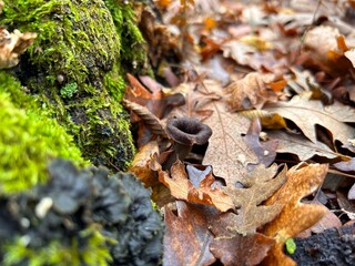 Black Trumpet Mushrooms (Craterellus cornucopioides) Growing Among Autumn Leaves