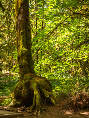 Moss-covered tree in a rainforest along nile creek, near campbell river, british columbia,...
