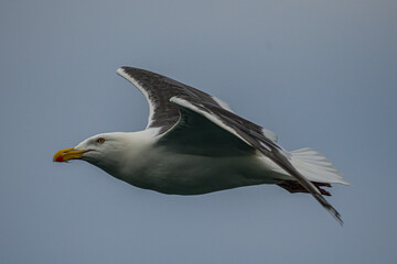seagull in flight