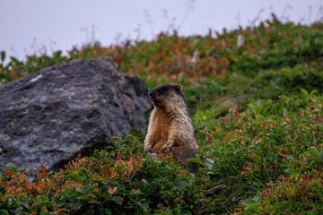 marmot in the alps