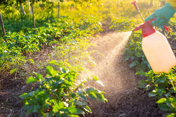A gardener sprays potato plants in his vegetable garden to kill insect pests