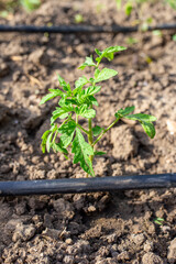 Young tomato seedlings grow on the ground with drip irrigation tubes in the garden
