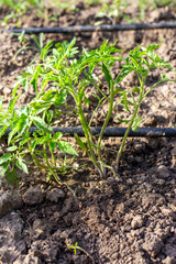 Young tomato seedlings grow on the ground with drip irrigation tubes in the garden