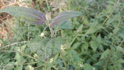  shoots of the tiger cucumber