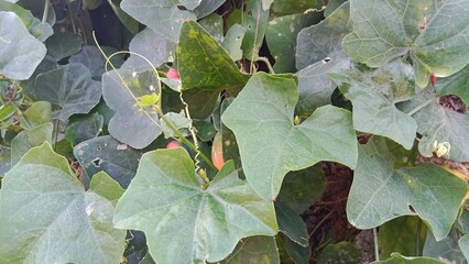 gourd vegetable shoots