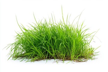 Lush green grass tuft isolated on white background, for design (1)
