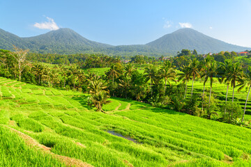 Obraz premium Awesome view of scenic rice terraces in Bali, Indonesia