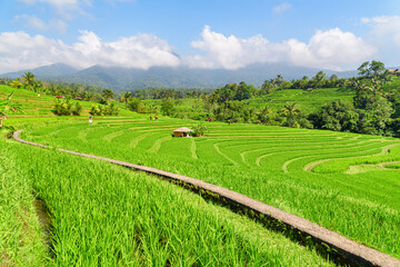 Awesome view of scenic rice terraces in Bali, Indonesia