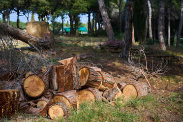 cutting down a tree for firewood