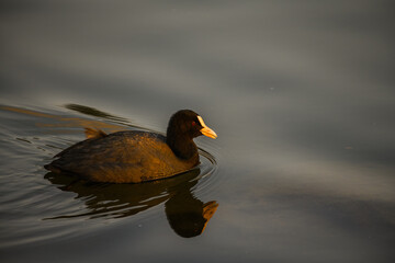 duck on the water