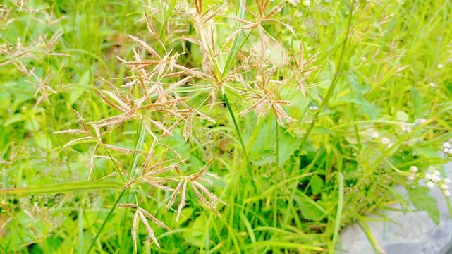 Farm puzzle. Field raccoons are weeds. The scientific name is Cyperus rotundus.  Field weeds are agricultural weeds that are commonly found in open fields.