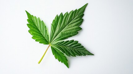 Single Green Leaf on White Background, Natural Botanical Element