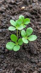 A small green plant with rounded leaves emerges from dark soil, symbolizing growth and vitality in nature.