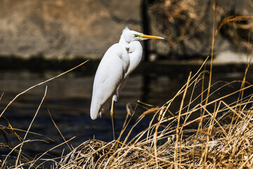 great white heron