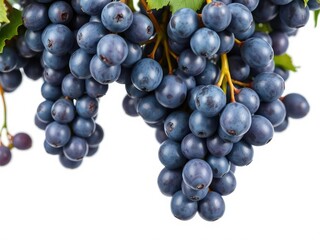 Fototapeta premium Fresh blue wet grapes hanging from a bunch isolated on a white background, table setting, white background