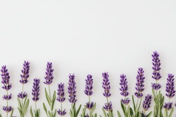 Naklejka premium Beautiful lavender flowers arranged on a white background, showcasing vibrant purple hues and fresh greenery, perfect for wellness and relaxation concepts