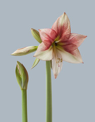 Amaryllis (Hippeastrum)  Galaxy Group  