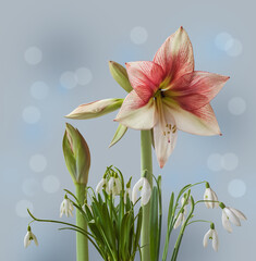 Amaryllis (Hippeastrum)  Galaxy Group  