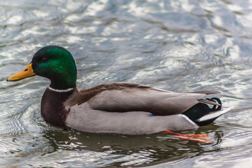 A mallard drake on a pond in winter.