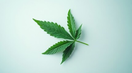 Green Cannabis Leaf Isolated on Soft Light Background