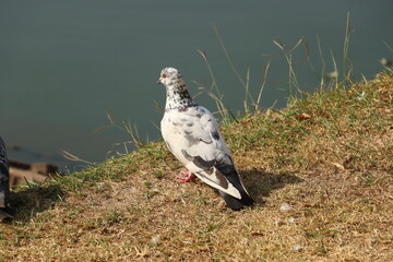 Fototapeta premium red tailed hawk