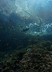 Fototapeta premium Underwater photograpby of a beautiful coral reef landscape and scenery. From a scuba dive in the Andaman Sea in the south of Thailand. 