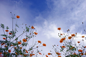 青空とコスモス