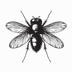 Blow Fly Species Lucilia Caesar Image vector isolated on white background.
