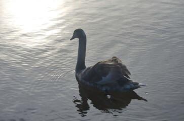 Chicks of white swans in winter on the lake.
