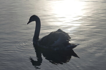 Chicks of white swans in winter on the lake.