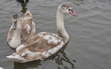 Chicks of white swans in winter on the lake.