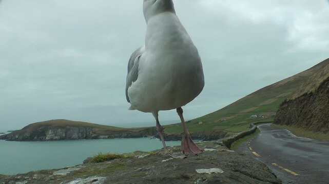 A seagull at Dunmore Head with the Blasket Islands and the sleeping giant in the background, County Kerry, Irland