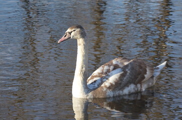 Chicks of white swans in winter on the lake.