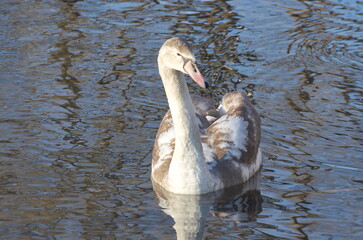 Chicks of white swans in winter on the lake.
