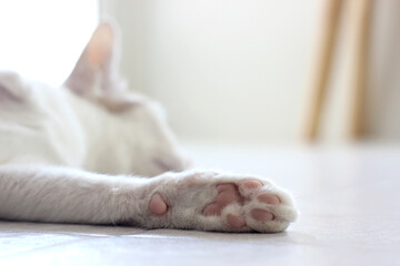 Footpad of foreleg of the cat laying on the floor