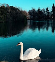 Swan on blue lake