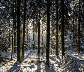 winter forest in the morning