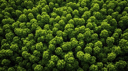 Lush Green Forest Canopy from Above in Vibrant Natural Colors